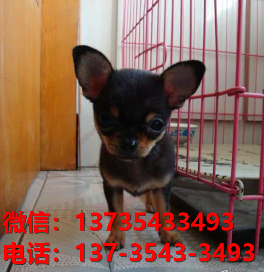 郑州宠物狗犬舍出售纯种吉娃娃犬 网上哪里有狗狗买卖