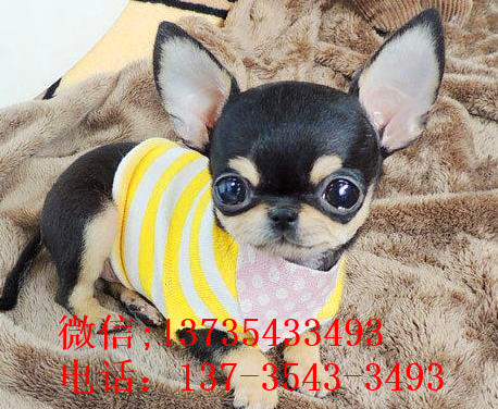 内蒙古宠物狗狗犬舍出售吉娃娃犬 哪里有买狗卖狗领养狗狗