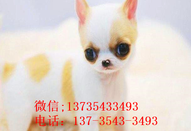 北京宠物狗狗犬舍出售吉娃娃犬 哪里有买狗卖狗领养狗狗