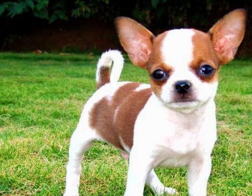 合肥宠物狗犬舍出售吉娃娃犬 健康活泼好养吉