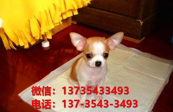 成都吉娃娃犬宠物狗市场在哪 正宗宠物狗网站买狗卖狗哪里有