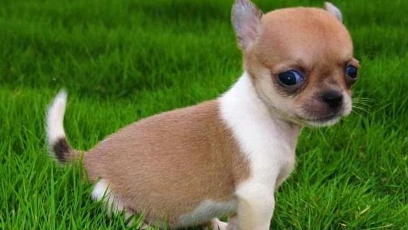 长春宠物狗狗犬舍出售吉娃娃犬 哪里有买狗卖