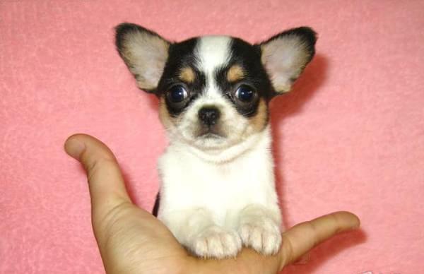 郑州犬舍 哪里有宠物狗领养 狗市场在哪 网上