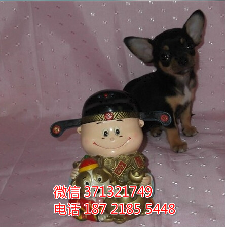 哈尔滨犬舍出售 吉娃娃犬狗狗幼犬 哈尔滨哪里有狗场