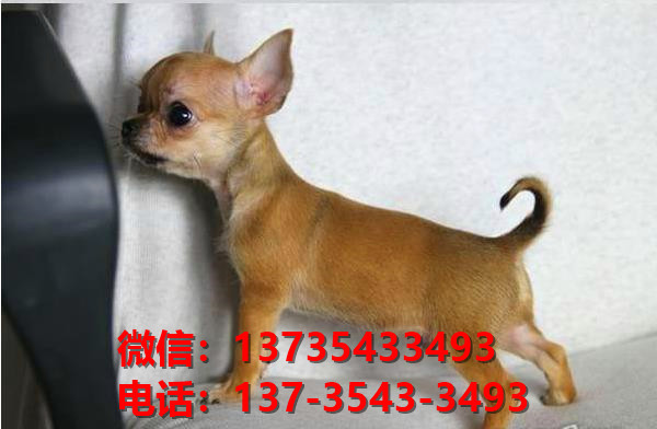 郑州犬舍 哪里有宠物狗领养 狗市场在哪 网上卖狗买狗信息