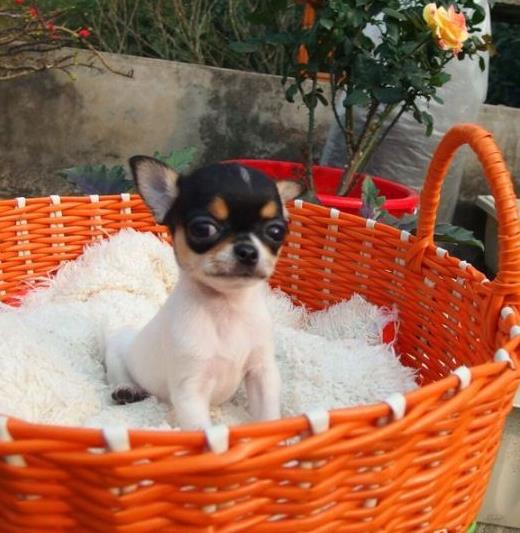 郑州吉娃娃犬宠物狗市场在哪 正宗宠物狗网站买狗卖狗哪里有