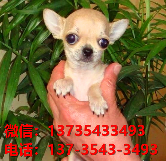 郑州宠物狗犬舍出售纯种吉娃娃犬 网上哪里有狗狗买卖