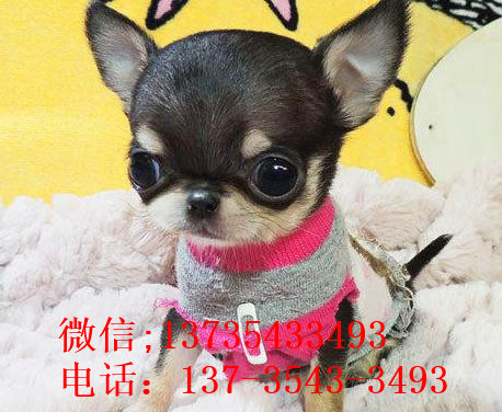 哈尔滨宠物狗狗犬舍出售吉娃娃犬 哪里有买狗