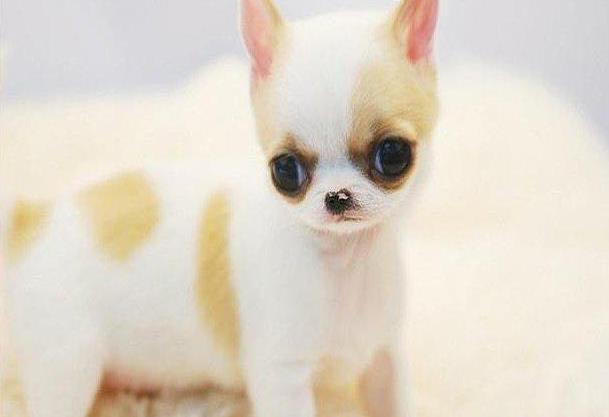 大连宠物狗狗犬舍出售吉娃娃犬 哪里有买狗卖