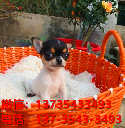 周口宠物狗犬舍直销吉娃娃犬 狗市场在哪 网上哪里有宠物狗领养