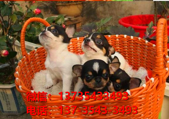 周口宠物狗犬舍直销吉娃娃犬 狗市场在哪 网上哪里有宠物狗领养