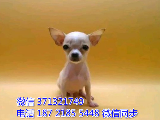 哈尔滨特惠 吉娃娃犬出售纯种幼犬 哈尔滨市犬舍在哪里