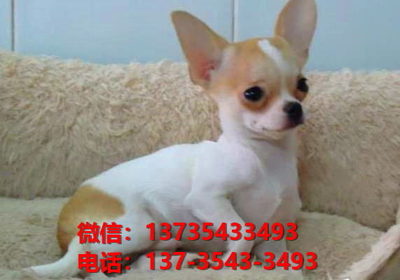 西安宠物狗狗狗 犬舍出售纯种吉娃娃犬宠物狗市场在哪里卖狗买狗地方