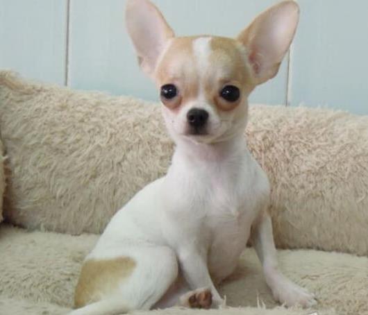 正宗吉娃娃犬领养西安犬舍宠物狗市场在哪里买