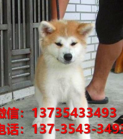 纯种秋田犬幼犬 郑州犬舍宠物狗狗市场在哪里