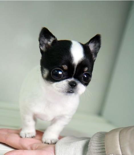 长沙犬舍 出售纯种吉娃娃犬 正宗宠物狗狗市场在哪里买健康狗狗