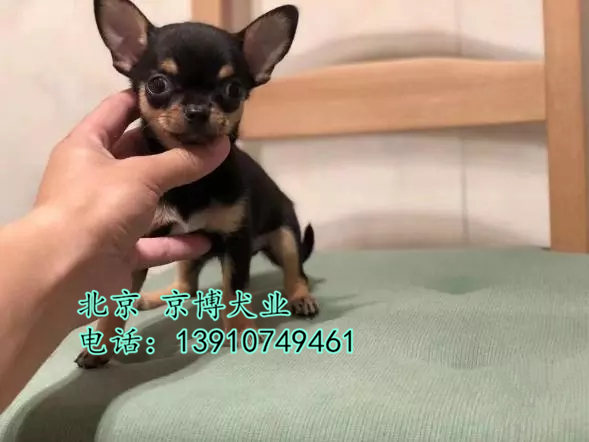 吉娃娃狗多少钱 茶杯体吉娃娃出售