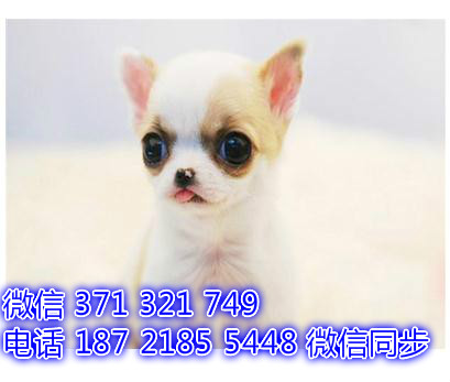 济南宠物狗狗 吉娃娃出售纯种幼犬 济南犬舍在