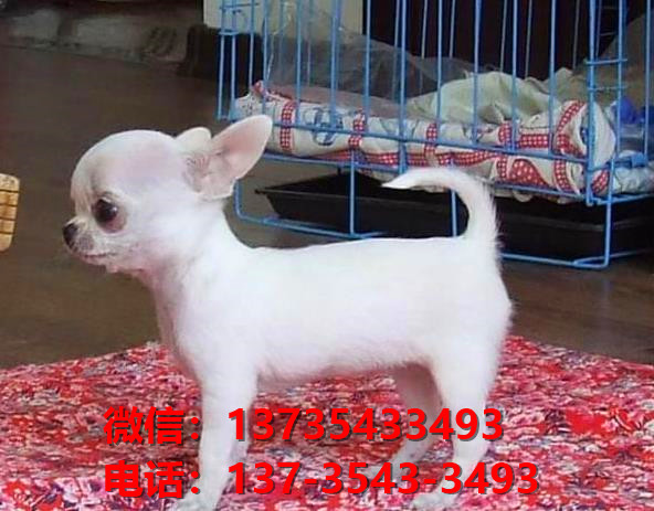 沈阳宠物狗狗狗 犬舍出售纯种吉娃娃犬宠物狗市场在哪里卖狗买狗地方