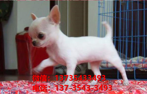 沈阳宠物狗狗狗 犬舍出售纯种吉娃娃犬宠物狗市场在哪里卖狗买狗地方