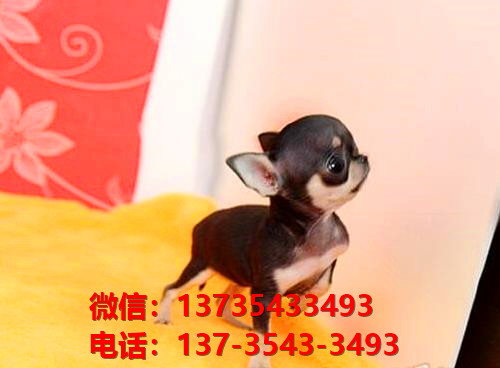 纯种吉娃娃犬出售 郑州宠物狗犬舍狗市场在哪里买狗 网上宠物狗哪里有领养