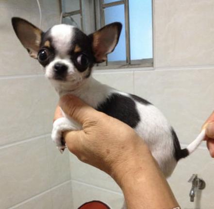 纯种吉娃娃犬出售四川成都买狗宠物狗市场在哪