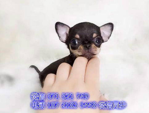 沈阳宠物 吉娃娃犬出售纯种幼犬 沈阳狗场繁殖