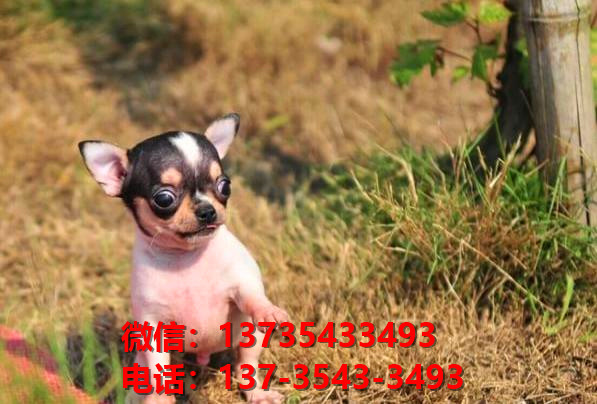 合肥宠物狗狗狗 犬舍出售纯种吉娃娃犬宠物狗市场在哪里卖狗买狗地方