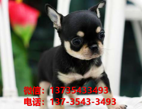 纯种吉娃娃犬出售 济南宠物狗犬舍狗市场在哪