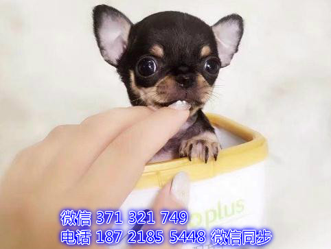 沈阳宠物 吉娃娃犬出售纯种幼犬 沈阳狗场繁殖