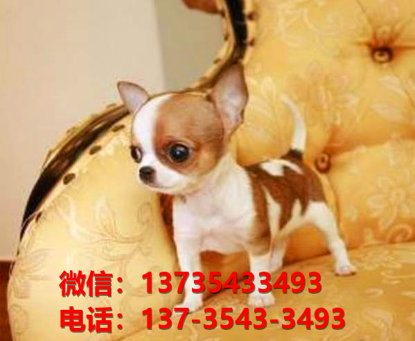 北京宠物狗狗狗 犬舍出售纯种吉娃娃犬宠物狗