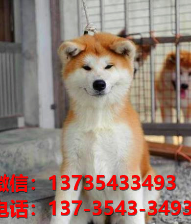 纯种秋田犬幼犬 郑州犬舍宠物狗狗市场在哪里买狗卖狗地方