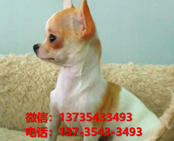 西安宠物狗狗狗 犬舍出售纯种吉娃娃犬宠物狗市场在哪里卖狗买狗地方