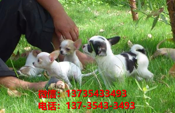 纯种吉娃娃犬出售 长沙宠物狗犬舍狗市场在哪