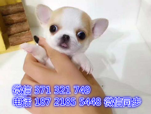 长沙全国发货  吉娃娃犬出售纯种 长沙狗场直销