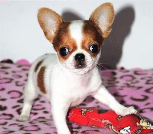 长沙犬舍 出售纯种吉娃娃犬 正宗宠物狗狗市场