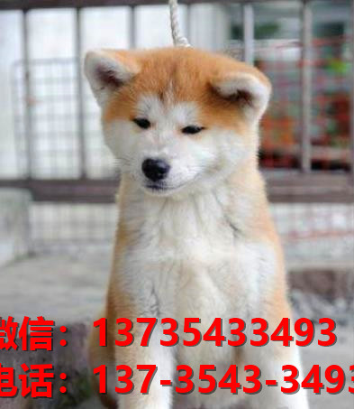 纯种秋田犬幼犬 郑州犬舍宠物狗狗市场在哪里买狗卖狗地方