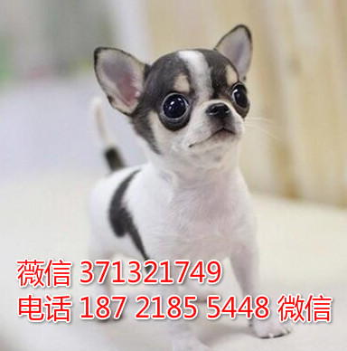 南京特惠 吉娃娃犬出售纯种幼犬 南京犬舍南京狗场