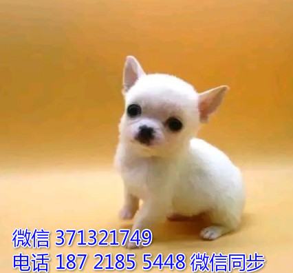 哈尔滨特惠 吉娃娃犬出售纯种幼犬 哈尔滨市犬舍在哪里