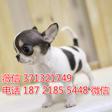 南京特惠 吉娃娃犬出售纯种幼犬 南京犬舍南京狗场