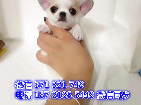 全国发货 北京 吉娃娃犬出售纯种幼犬 特价狗狗促销