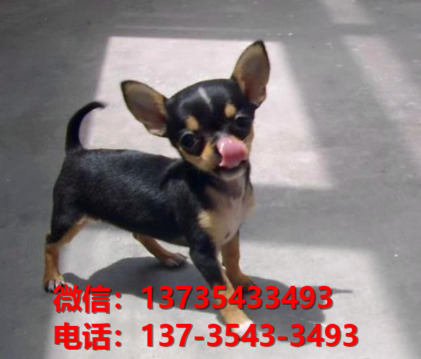 长沙宠物狗狗犬舍出售纯种吉娃娃犬幼犬正宗吉