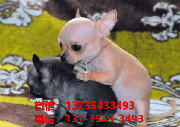 大连宠物狗狗犬舍出售纯种吉娃娃犬幼犬正宗吉娃娃狗哪里有犬舍卖狗地方