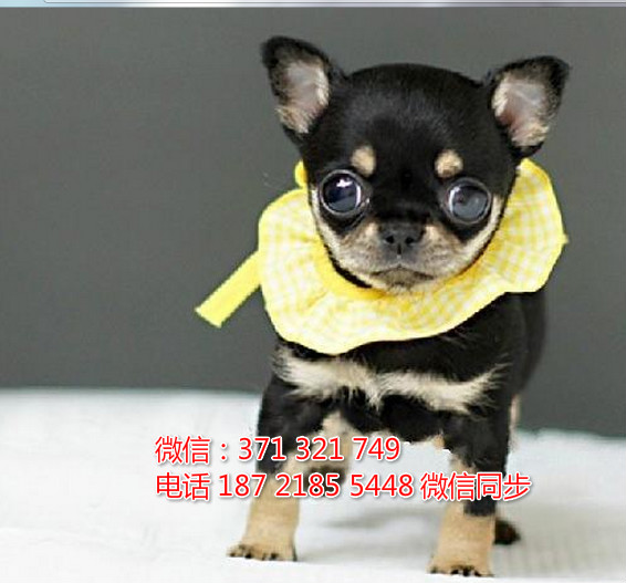 全国特惠吉娃娃纯种幼犬 支持上门 支持空运汽运 包健康哑