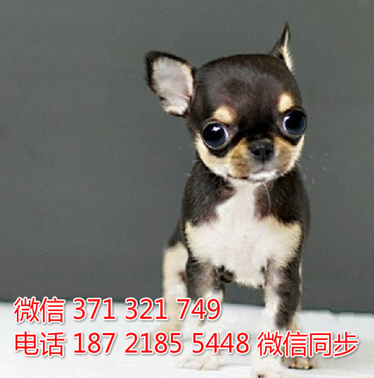 全国特惠吉娃娃纯种幼犬 支持上门 支持空运汽运 包健康采