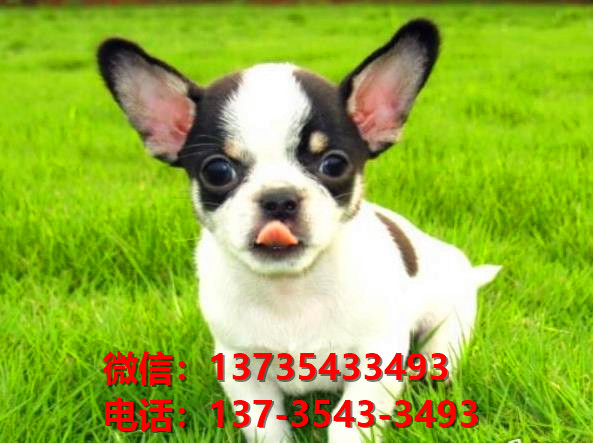 郑州宠物狗狗犬舍出售纯种吉娃娃犬幼犬正宗吉