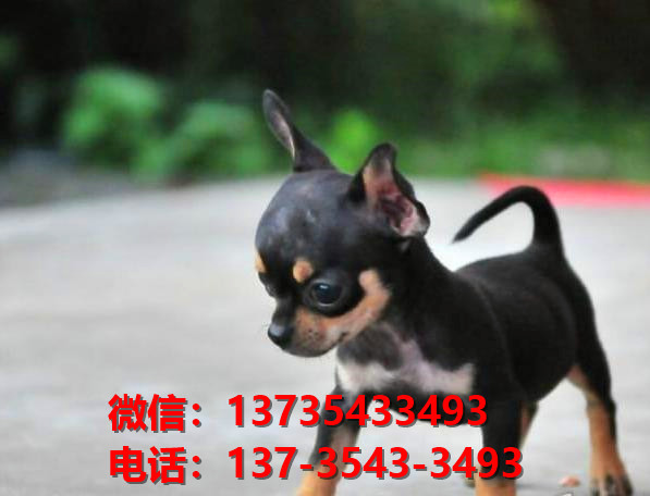 济南宠物狗狗犬舍出售纯种吉娃娃犬幼犬正宗吉