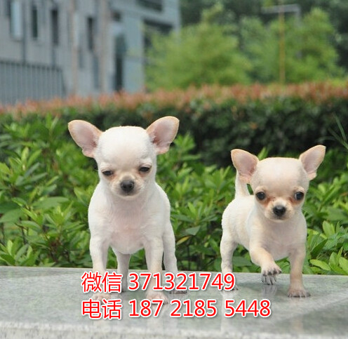 宠物狗狗吉娃娃幼犬 全国可以发货 犬舍繁殖衷