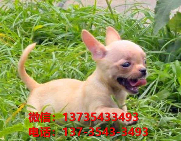 大连宠物狗狗犬舍出售纯种吉娃娃犬幼犬正宗吉娃娃狗哪里有犬舍卖狗地方