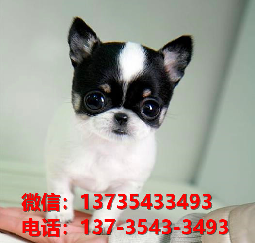 陕西西安附近哪里有宠物狗狗犬舍卖狗地方买狗